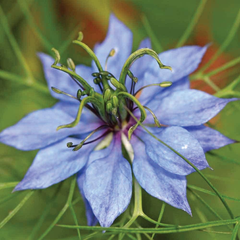 Orku Pure Black Seed Oil Cold Pressed 100% Ethiopian Nigella Sativa